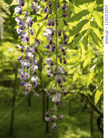 藤の園の下がり藤 114251657