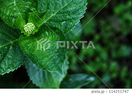 春の雨と若い紫陽花 春の雨と若い紫陽花 114251747