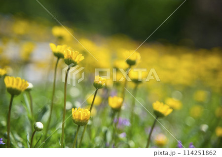 緑化センターのクリサンセマム・ムルチコーレ 緑化センターのクリサンセマム・ムルチコーレ 114251862