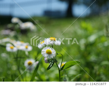 ハルジオンの花 114251877