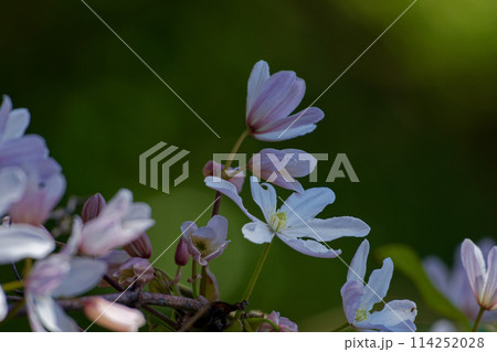 淡いピンクの花　キンポウゲ科クレマチスの開花 114252028
