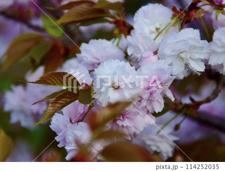 多様な花と葉を楽しめるサトザクラ。 多様な花と葉を楽しめるサトザクラ。 114252035