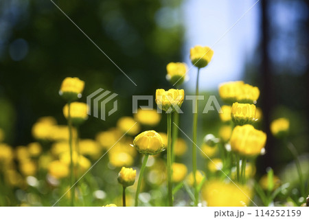 和歌山県緑化センターのクリサンセマム・ムルチコーレ 和歌山県緑化センターのクリサンセマム・ムルチコーレ 114252159