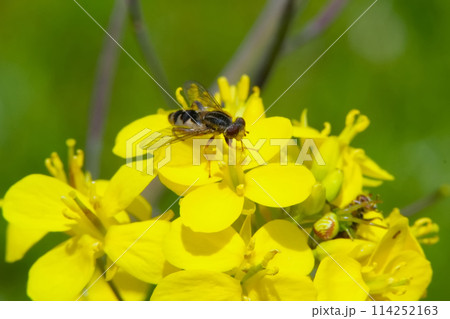 花に止まる昆虫 花に止まる昆虫 114252163