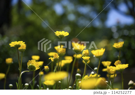 和歌山県緑化センターのクリサンセマム・ムルチコーレ 114252277