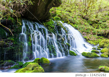 「秋田県」春の元滝伏流水と元滝川の風景 114252282