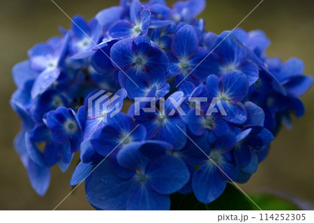 青い紫陽花 114252305