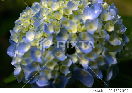青い紫陽花 114252306