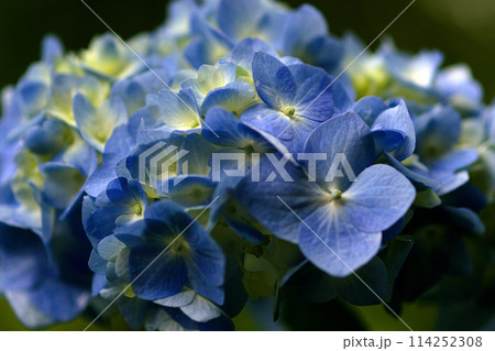 青い紫陽花 114252308