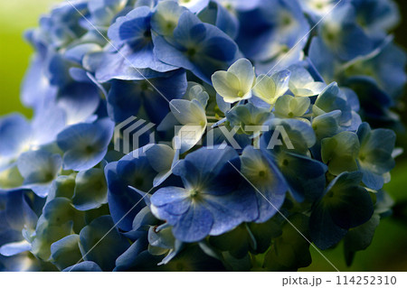 青い紫陽花 114252310