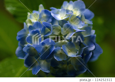 青い紫陽花 114252311