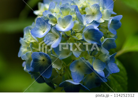 青い紫陽花 114252312