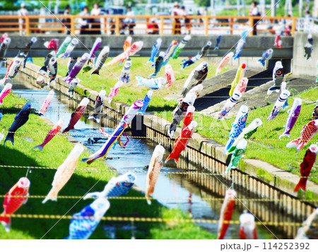 川沿いに揺れるたくさんの鯉のぼり 川沿いに揺れるたくさんの鯉のぼり 114252392