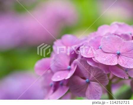 紫陽花 (あじさい) 風景 114252721