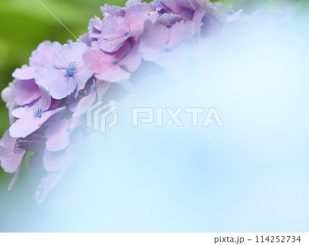 紫陽花 (あじさい) 風景 114252734