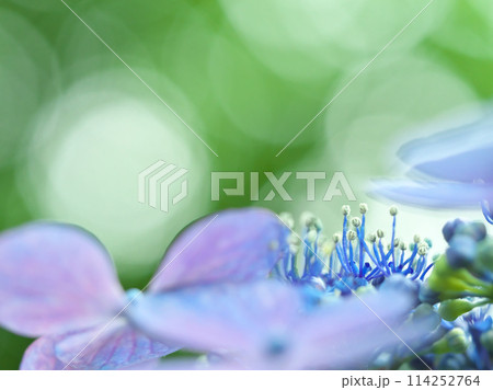 額紫陽花 (ガクアジサイ) 114252764