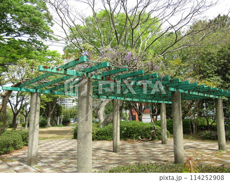 咲き始めたこじま公園公園藤棚の藤の花 114252908