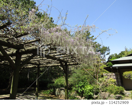咲き始めた稲毛海浜公園日本庭園藤棚の藤の花 114252909