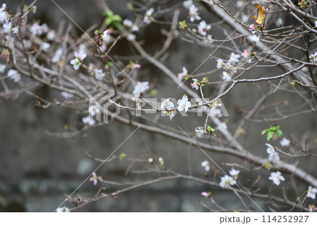 宮中の冬桜 先始め 東京都千代田区皇居 114252927