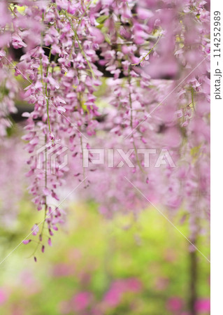 藤の花が垂れ下がる 114252989