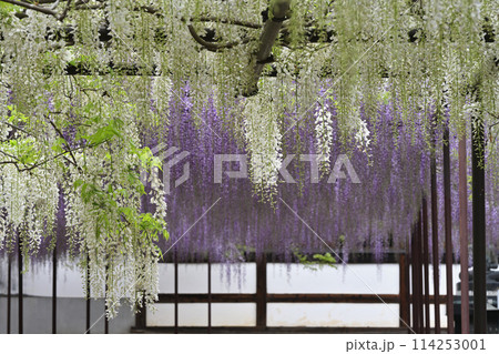 藤の花のある風景 114253001
