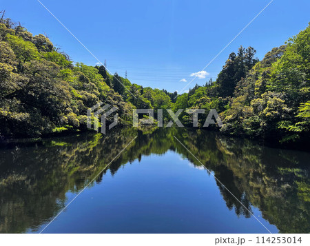 水面に映る森林 水面に映る森林 114253014