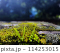 苔から生える若葉 114253015