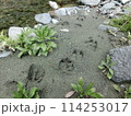 鹿の足跡(神奈川県丹沢・水無川等より) 鹿の足跡(神奈川県丹沢・水無川等より) 114253017