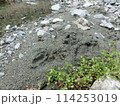 鹿の足跡(神奈川県丹沢・水無川等より) 鹿の足跡(神奈川県丹沢・水無川等より) 114253019