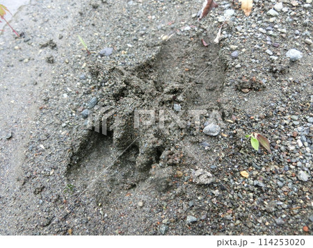 鹿の足跡（神奈川県丹沢・水無川等より） 114253020