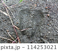 鹿の足跡(神奈川県丹沢・水無川等より) 鹿の足跡(神奈川県丹沢・水無川等より) 114253021