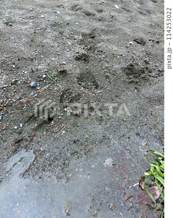 鹿の足跡(神奈川県丹沢・水無川等より) 鹿の足跡(神奈川県丹沢・水無川等より) 114253022