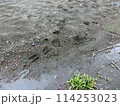 鹿の足跡(神奈川県丹沢・水無川等より) 鹿の足跡(神奈川県丹沢・水無川等より) 114253023