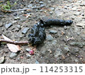ニホンテンの糞(四十八瀬川沿いにて・神奈川県秦野市) ニホンテンの糞(四十八瀬川沿いにて・神奈川県秦野市) 114253315
