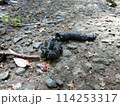 ニホンテンの糞(四十八瀬川沿いにて・神奈川県秦野市) ニホンテンの糞(四十八瀬川沿いにて・神奈川県秦野市) 114253317