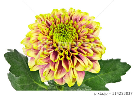 【菊 SPマム セイリリーク】 (深度合成) 114253837