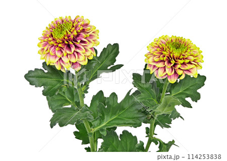 【菊 SPマム セイリリーク】 (深度合成) 114253838