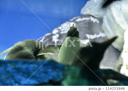 ジェンツーペンギン 海遊館 ジェンツーペンギン 海遊館 114253846