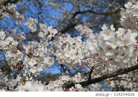 満開になった桜の花 満開になった桜の花 114254026