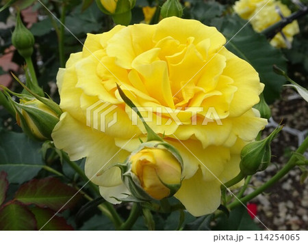 5月の花 114254065