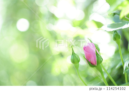 近所のバラ園でみた花 近所のバラ園でみた花 114254102