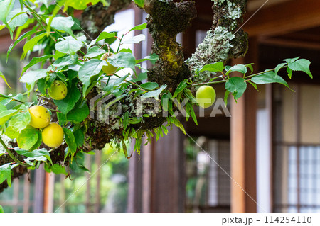 【日本遺産】吹屋にある豪邸の広兼邸の初夏の庭と母屋の風景3 岡山県高梁市成羽町 【日本遺産】吹屋にある豪邸の広兼邸の初夏の庭と母屋の風景3 岡山県高梁市成羽町 114254110