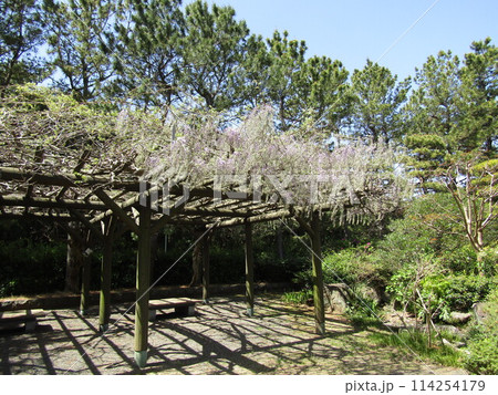 咲き始めた稲毛海浜公園日本庭園藤棚の藤の花 咲き始めた稲毛海浜公園日本庭園藤棚の藤の花 114254179