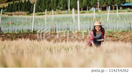 Concentrated female farmer with a straw hat evaluating the growth of crops in a vast farmland setting. 114254262