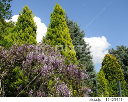 咲き始めた花の美術館裏庭のバラアーチのの藤の花 114254414