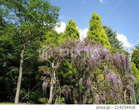 咲き始めた花の美術館裏庭のバラアーチのの藤の花 咲き始めた花の美術館裏庭のバラアーチのの藤の花 114254416