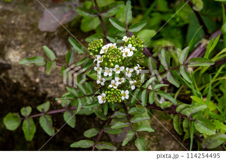 オランダガラシの花 114254495