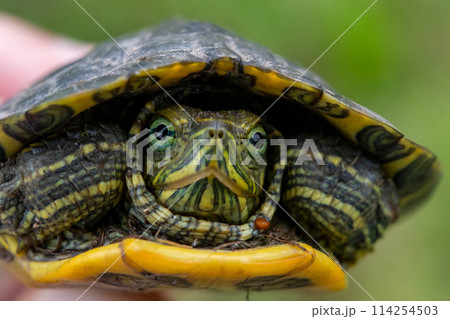 ミシシッピアカミミガメの赤ちゃん（ミドリガメ）の顔をアップで撮った 114254503