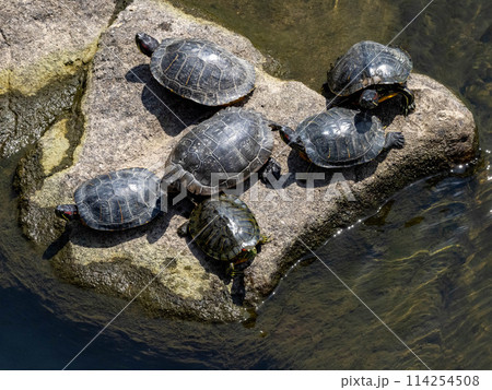 川にいるたくさんのミシシッピアカミミガメ 114254508