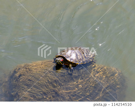 川の中にいるミシシッピアカミミガメ 川の中にいるミシシッピアカミミガメ 114254510